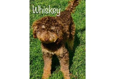 Whiskey 