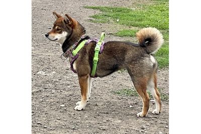 SUKI