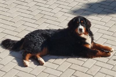 BBG Henri