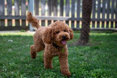 Teddy