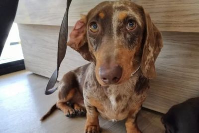Benji 