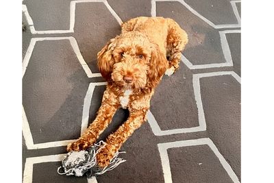 Burrinjuck Ember