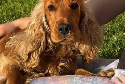 Daisey