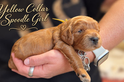 Yellow collar girl