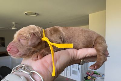 Yellow collar girl