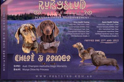  Romeo 