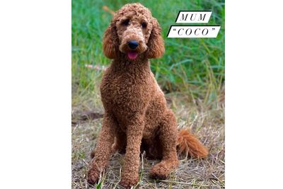 Coco