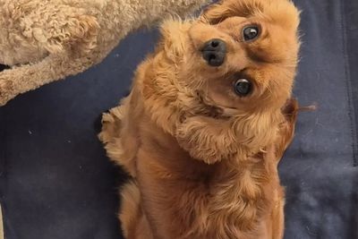 Molly