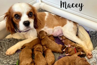 Macey