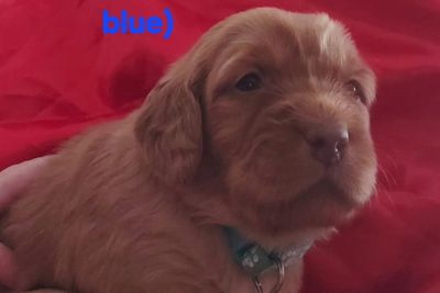 Summer (male) Ltd blue