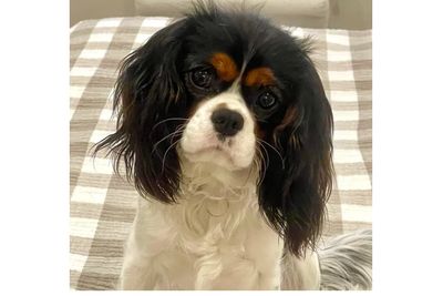 Daisy
