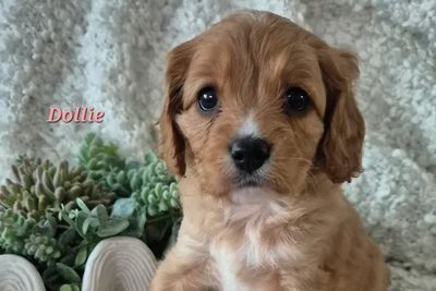 Dollie