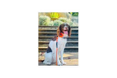 Dotti
