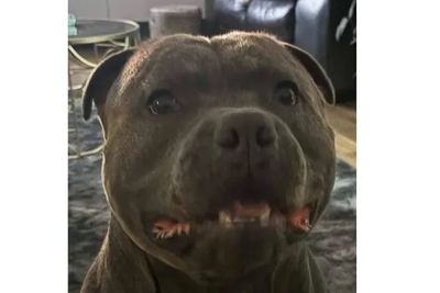 Rocco