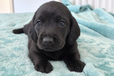 Onyx 