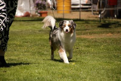 Bandit