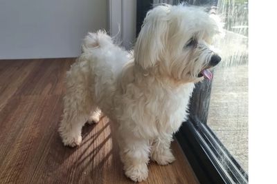 Rascal