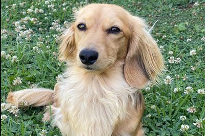 Meeka