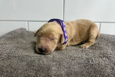 Purple girl 