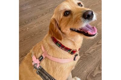 Rosie