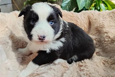 Nova • Roxy3 • Black & White • $2500