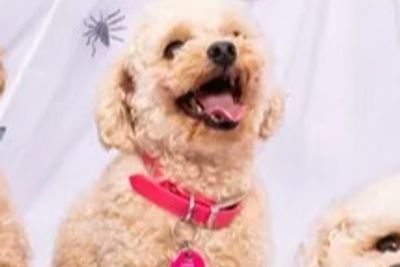 Macy