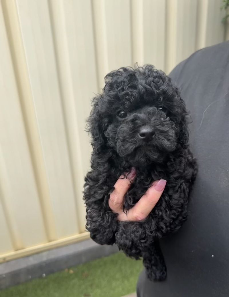 toy-poodle-puppies-available-from-responsible-nsw-breeders-rightpaw