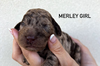 Merley Girl