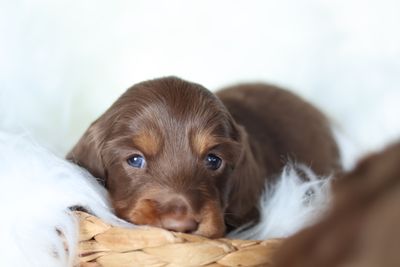 Coco