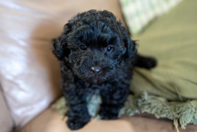 Ben - a fun and curious little Moodle boy
