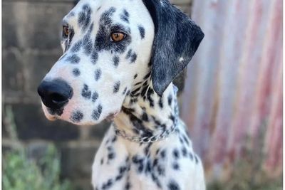 Pongo