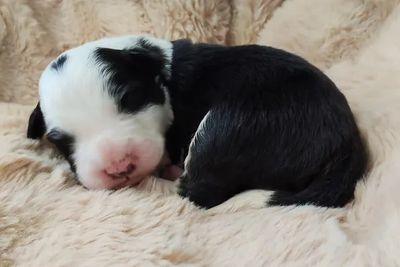 Elvis • Clancy6 • Black & White • $2500