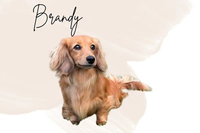Brandy 