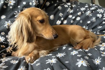 Daphne