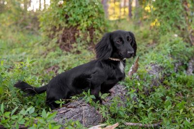 Pippa