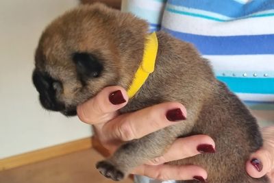 Yellow Collar Red Girl