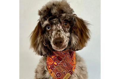 Merlin (Miniature Poodle)