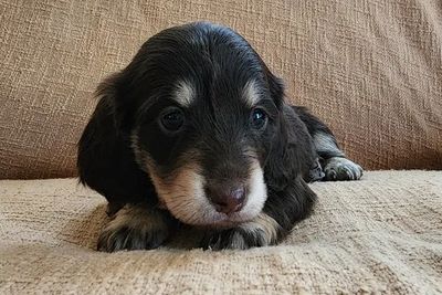 Flynn