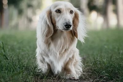 Marley 