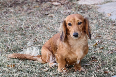 Honey (Retired)