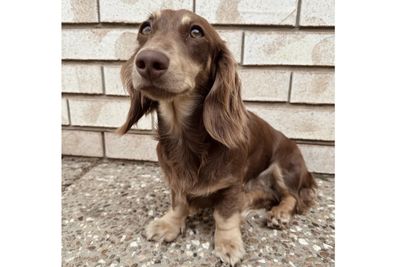 Daphne