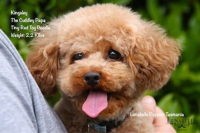 Kingsley (Purebred Ruby Red Tiny Toy Poodle)