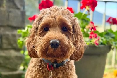 Coco "Rocky Creek Diva Queen"