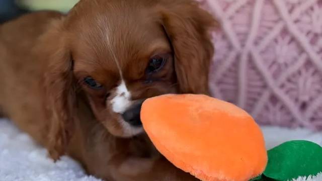 Girl puppy