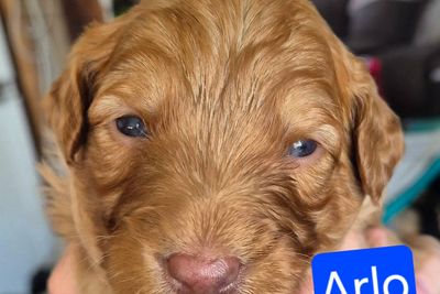 Arlo