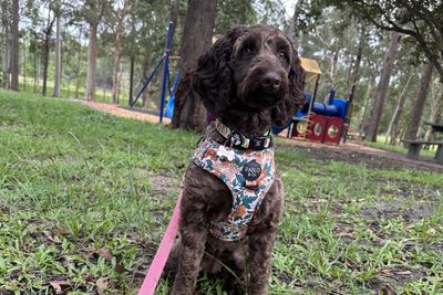 Penny
