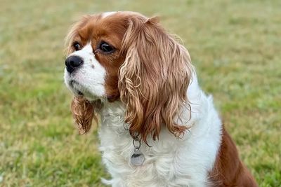Tillie