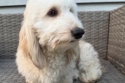 APOLLO