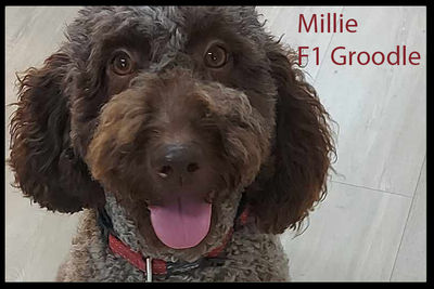 Millie