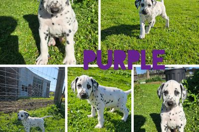 💜 Mr. Purple 💜